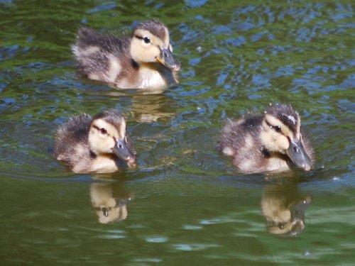Ducklings!