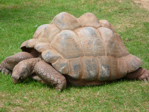 Giant Tortoise