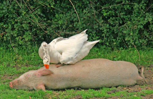 A word in your ear, please sir!