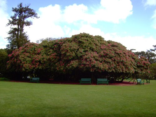 Rhododendrons