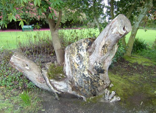 Treetrunk
