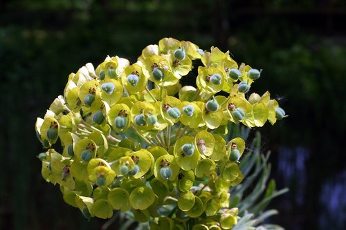 Flower in the garden.