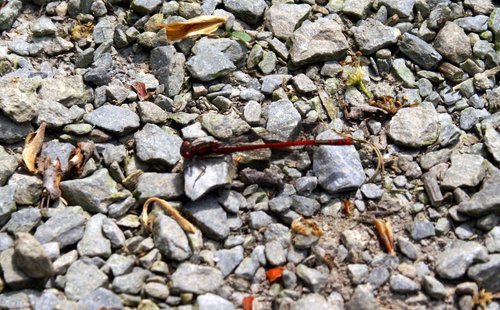 Spotted on the path.