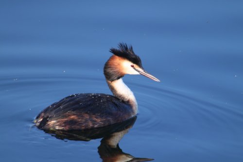 Male Grebe