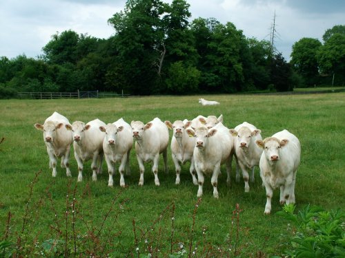 We have an audience dear.