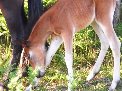New forest foal