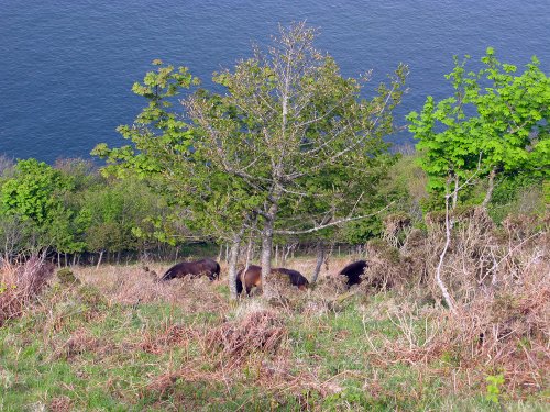 Coast path between Lynton and Valley of Rocks