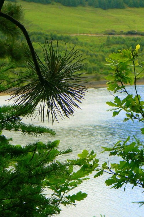 A view from the woods!