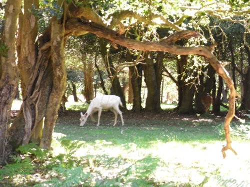 A white fallow deer