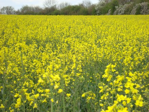 Fields outside Bourton on the water