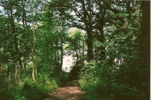 Lintzford Woods