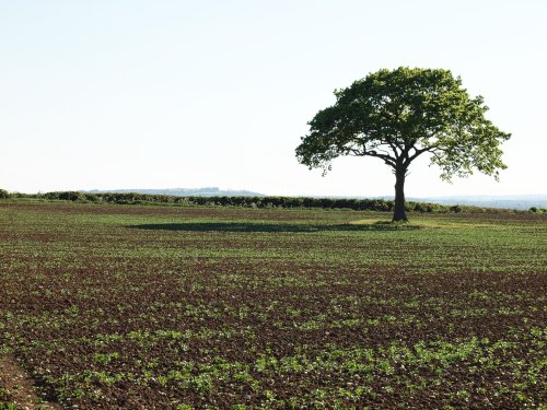 Lone tree near Botolph Claydon, Bucks.