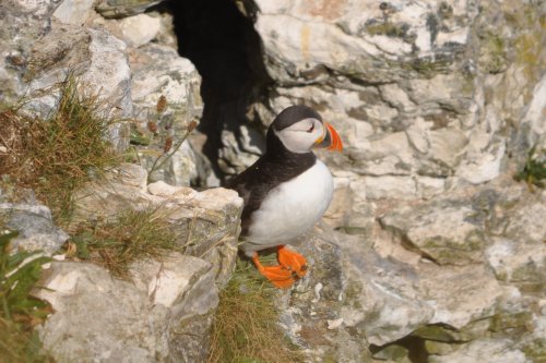 Puffin on Bempton cliffs