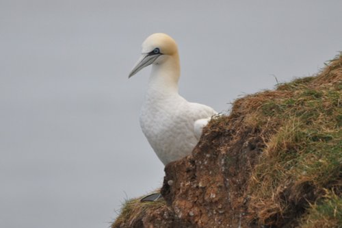 Gannet