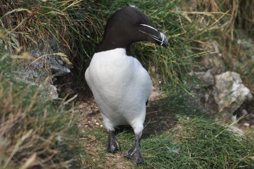 Razorbill
