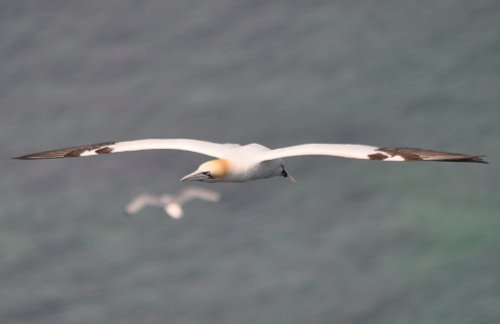 Gannet
