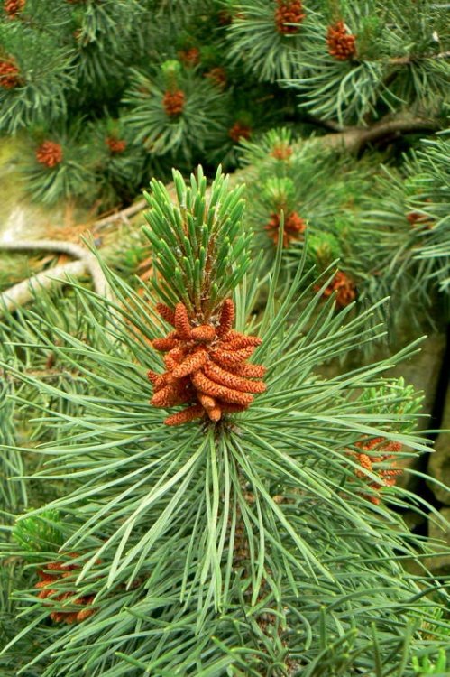 Pine tree