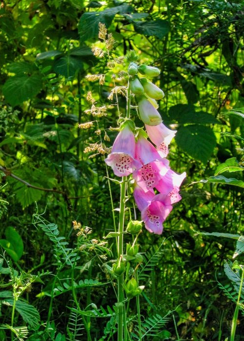 Foxglove. Brookhouse, South Yorkshire