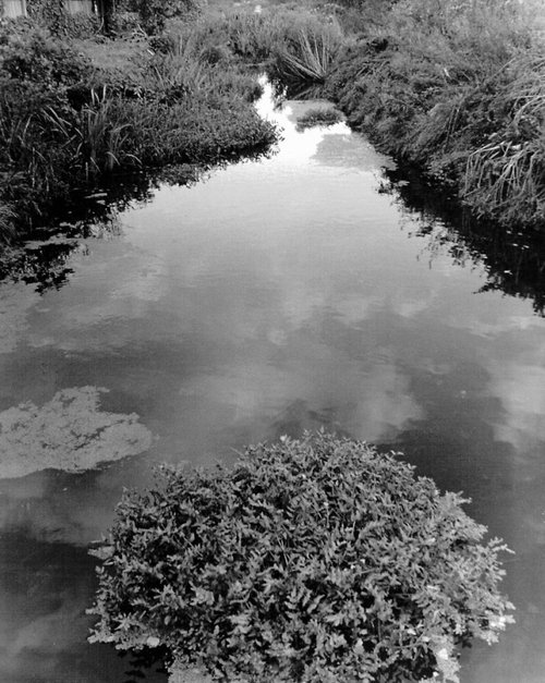 Bit overgrown I think.