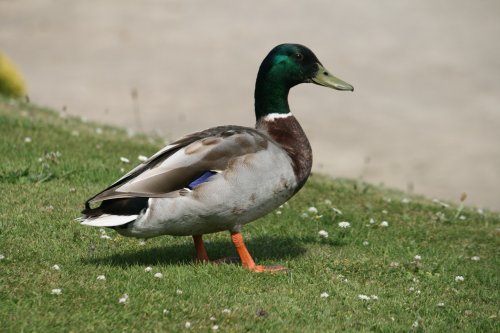 Mallard Drake.