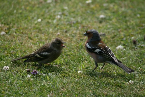 Chaffinch, Male with chick.
