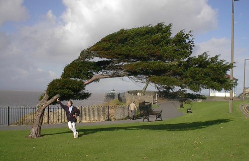 The bent tree