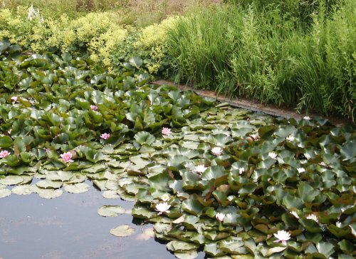 Lillies in the moat.