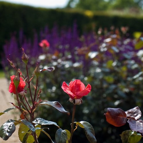 Part of the formal gardens at Ragley Hall