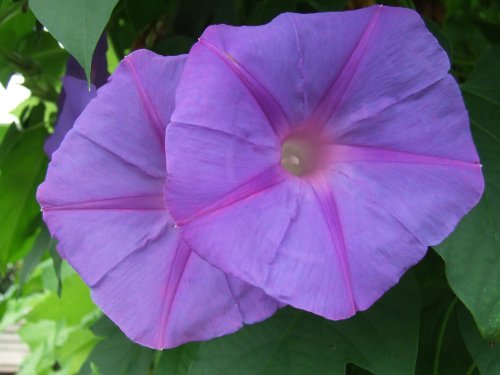 Wye Valley Butterfly Zoo