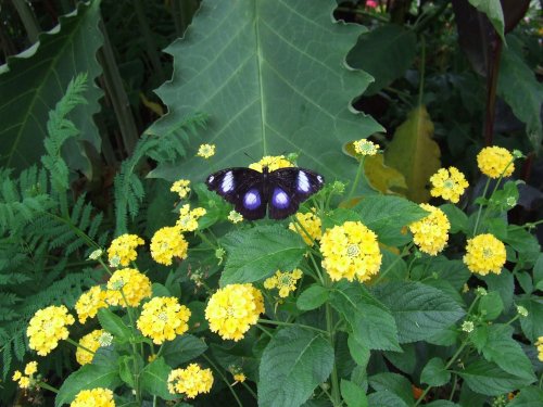 Wye Valley Butterfly Zoo