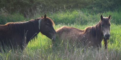 New Forest Ponies
