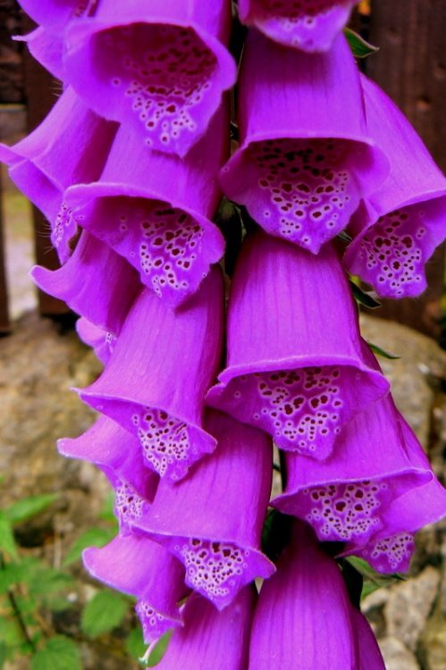 Foxglove!
