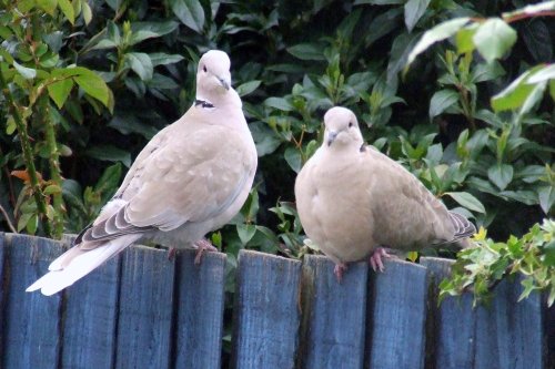 Crickhowell Collared Doves on fence