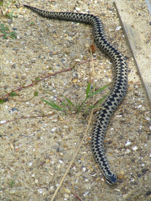 Adder-nuff, I'm off.