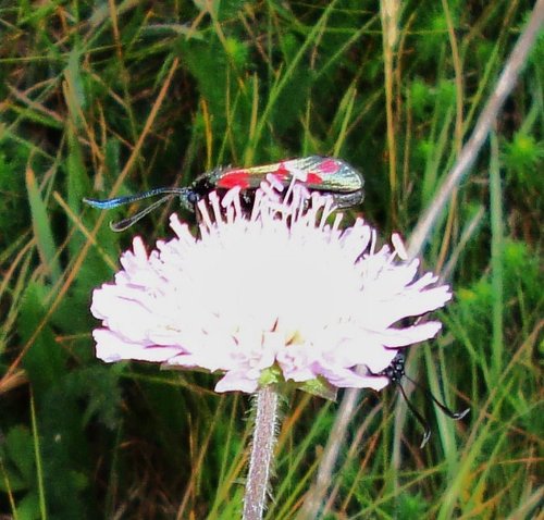 Six spot Burnet Moth on Thrift. Purbeck Ridge, Dorset