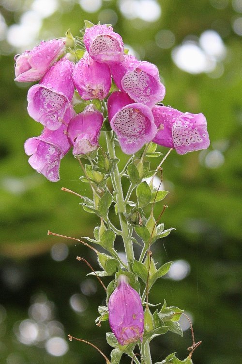 Foxglove