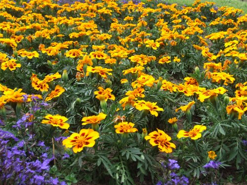 Abergavenny Bailey Park