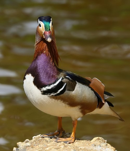 Mandarin Duck