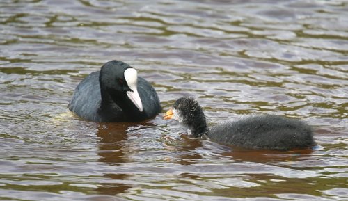 Coot