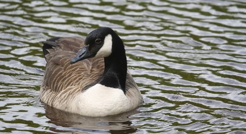 Canada Goose