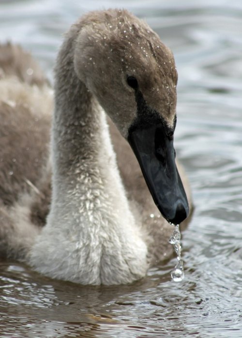 Goodrington near Paignton