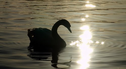 Swan