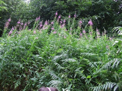 Llangattock Beechwood