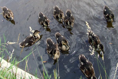 Ducks near Brecon and Monmouth Canal at Govilon