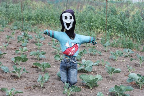 Redisham Hall Gardens