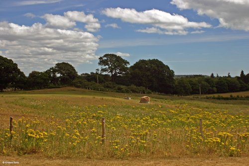 Arne Nature Reserve in Dorset