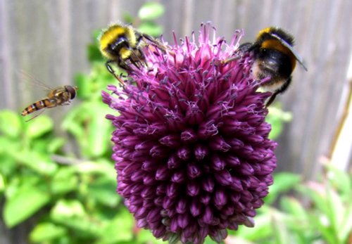 In a Pontefract Garden