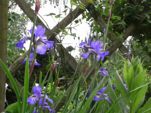 Bergh Apton Gardens Open Day