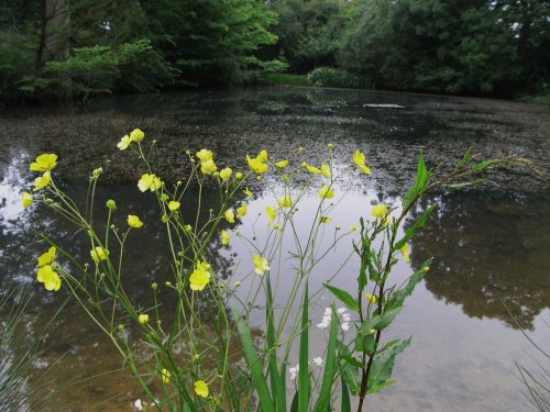 Bergh Apton Gardens Open Day