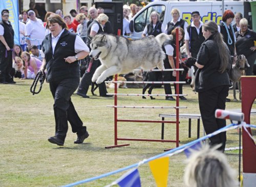 Dogs for the high jump